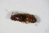  ( - GBOL_Col_FK_5817)  @11 [ ] CreativeCommons - Attribution Non-Commercial Share-Alike (2015) Unspecified SNSB, Zoologische Staatssammlung Muenchen