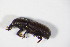  ( - GBOL_Col_FK_5819)  @11 [ ] CreativeCommons - Attribution Non-Commercial Share-Alike (2015) Unspecified SNSB, Zoologische Staatssammlung Muenchen
