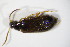  ( - GBOL_Col_FK_5885)  @11 [ ] CreativeCommons - Attribution Non-Commercial Share-Alike (2015) Unspecified SNSB, Zoologische Staatssammlung Muenchen