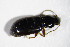 ( - GBOL_Col_FK_3904)  @12 [ ] CreativeCommons - Attribution Non-Commercial Share-Alike (2015) Unspecified SNSB, Zoologische Staatssammlung Muenchen
