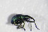 ( - GBOL_Col_FK_3917)  @13 [ ] CreativeCommons - Attribution Non-Commercial Share-Alike (2015) Unspecified SNSB, Zoologische Staatssammlung Muenchen