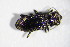  ( - GBOL_Col_FK_3935)  @13 [ ] CreativeCommons - Attribution Non-Commercial Share-Alike (2015) Unspecified SNSB, Zoologische Staatssammlung Muenchen