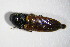  ( - GBOL_Col_FK_3936)  @12 [ ] CreativeCommons - Attribution Non-Commercial Share-Alike (2015) Unspecified SNSB, Zoologische Staatssammlung Muenchen