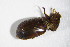  ( - GBOL_Col_FK_3942)  @13 [ ] CreativeCommons - Attribution Non-Commercial Share-Alike (2015) Unspecified SNSB, Zoologische Staatssammlung Muenchen