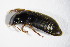  ( - GBOL_Col_FK_3968)  @13 [ ] CreativeCommons - Attribution Non-Commercial Share-Alike (2015) Unspecified SNSB, Zoologische Staatssammlung Muenchen