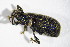  ( - GBOL_Col_FK_3974)  @12 [ ] CreativeCommons - Attribution Non-Commercial Share-Alike (2015) Unspecified SNSB, Zoologische Staatssammlung Muenchen