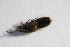  ( - GBOL_Col_FK_4012)  @11 [ ] CreativeCommons - Attribution Non-Commercial Share-Alike (2015) Unspecified SNSB, Zoologische Staatssammlung Muenchen