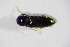  ( - GBOL_Col_FK_4043)  @12 [ ] CreativeCommons - Attribution Non-Commercial Share-Alike (2015) Unspecified SNSB, Zoologische Staatssammlung Muenchen