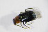  (Ebaeus thoracicus - GBOL_Col_FK_4044)  @13 [ ] CreativeCommons - Attribution Non-Commercial Share-Alike (2015) Unspecified SNSB, Zoologische Staatssammlung Muenchen