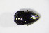  ( - GBOL_Col_FK_4072)  @12 [ ] CreativeCommons - Attribution Non-Commercial Share-Alike (2015) Unspecified SNSB, Zoologische Staatssammlung Muenchen
