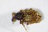  ( - GBOL_Col_FK_4074)  @13 [ ] CreativeCommons - Attribution Non-Commercial Share-Alike (2015) Unspecified SNSB, Zoologische Staatssammlung Muenchen