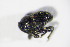  ( - GBOL_Col_FK_4085)  @11 [ ] CreativeCommons - Attribution Non-Commercial Share-Alike (2015) Unspecified SNSB, Zoologische Staatssammlung Muenchen