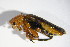  ( - GBOL_Col_FK_4182)  @12 [ ] CreativeCommons - Attribution Non-Commercial Share-Alike (2015) Unspecified SNSB, Zoologische Staatssammlung Muenchen