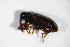  ( - GBOL_Col_FK_4204)  @12 [ ] CreativeCommons - Attribution Non-Commercial Share-Alike (2015) Unspecified SNSB, Zoologische Staatssammlung Muenchen