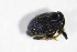  ( - GBOL_Col_FK_4205)  @12 [ ] CreativeCommons - Attribution Non-Commercial Share-Alike (2015) Unspecified SNSB, Zoologische Staatssammlung Muenchen