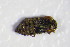  ( - GBOL_Col_FK_4227)  @11 [ ] CreativeCommons - Attribution Non-Commercial Share-Alike (2015) Unspecified SNSB, Zoologische Staatssammlung Muenchen