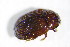  ( - GBOL_Col_FK_4263)  @11 [ ] CreativeCommons - Attribution Non-Commercial Share-Alike (2015) Unspecified SNSB, Zoologische Staatssammlung Muenchen