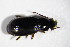  ( - GBOL_Col_FK_4268)  @12 [ ] CreativeCommons - Attribution Non-Commercial Share-Alike (2015) Unspecified SNSB, Zoologische Staatssammlung Muenchen