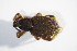  ( - GBOL_Col_FK_4282)  @11 [ ] CreativeCommons - Attribution Non-Commercial Share-Alike (2015) Unspecified SNSB, Zoologische Staatssammlung Muenchen