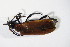  ( - GBOL_Col_FK_4291)  @13 [ ] CreativeCommons - Attribution Non-Commercial Share-Alike (2015) Unspecified SNSB, Zoologische Staatssammlung Muenchen