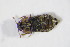  ( - GBOL_Col_FK_4293)  @11 [ ] CreativeCommons - Attribution Non-Commercial Share-Alike (2015) Unspecified SNSB, Zoologische Staatssammlung Muenchen