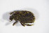  ( - GBOL_Col_FK_4329)  @11 [ ] CreativeCommons - Attribution Non-Commercial Share-Alike (2015) Unspecified SNSB, Zoologische Staatssammlung Muenchen