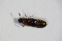  ( - GBOL_Col_FK_4332)  @11 [ ] CreativeCommons - Attribution Non-Commercial Share-Alike (2015) Unspecified SNSB, Zoologische Staatssammlung Muenchen