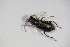 ( - GBOL_Col_FK_4435)  @12 [ ] CreativeCommons - Attribution Non-Commercial Share-Alike (2015) Unspecified SNSB, Zoologische Staatssammlung Muenchen