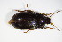  ( - GBOL_Col_FK_4577)  @13 [ ] CreativeCommons - Attribution Non-Commercial Share-Alike (2015) Unspecified SNSB, Zoologische Staatssammlung Muenchen
