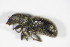  ( - GBOL_Col_FK_4578)  @11 [ ] CreativeCommons - Attribution Non-Commercial Share-Alike (2015) Unspecified SNSB, Zoologische Staatssammlung Muenchen