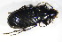  ( - GBOL_Col_FK_4584)  @13 [ ] CreativeCommons - Attribution Non-Commercial Share-Alike (2015) Unspecified SNSB, Zoologische Staatssammlung Muenchen