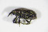  ( - GBOL_Col_FK_4601)  @11 [ ] CreativeCommons - Attribution Non-Commercial Share-Alike (2015) Unspecified SNSB, Zoologische Staatssammlung Muenchen