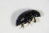  ( - GBOL_Col_FK_4605)  @12 [ ] CreativeCommons - Attribution Non-Commercial Share-Alike (2015) Unspecified SNSB, Zoologische Staatssammlung Muenchen