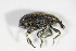  ( - GBOL_Col_FK_4611)  @12 [ ] CreativeCommons - Attribution Non-Commercial Share-Alike (2015) Unspecified SNSB, Zoologische Staatssammlung Muenchen