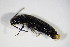  ( - GBOL_Col_FK_4620)  @12 [ ] CreativeCommons - Attribution Non-Commercial Share-Alike (2015) Unspecified SNSB, Zoologische Staatssammlung Muenchen