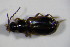  ( - GBOL_Col_FK_4663)  @12 [ ] CreativeCommons - Attribution Non-Commercial Share-Alike (2015) Unspecified SNSB, Zoologische Staatssammlung Muenchen