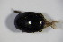  ( - GBOL_Col_FK_4681)  @11 [ ] CreativeCommons - Attribution Non-Commercial Share-Alike (2015) Unspecified SNSB, Zoologische Staatssammlung Muenchen