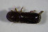  ( - GBOL_Col_FK_4683)  @11 [ ] CreativeCommons - Attribution Non-Commercial Share-Alike (2015) Unspecified SNSB, Zoologische Staatssammlung Muenchen
