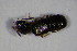  ( - GBOL_Col_FK_4711)  @12 [ ] CreativeCommons - Attribution Non-Commercial Share-Alike (2015) Unspecified SNSB, Zoologische Staatssammlung Muenchen