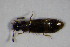  ( - GBOL_Col_FK_4717)  @12 [ ] CreativeCommons - Attribution Non-Commercial Share-Alike (2015) Unspecified SNSB, Zoologische Staatssammlung Muenchen