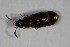  ( - GBOL_Col_FK_4718)  @12 [ ] CreativeCommons - Attribution Non-Commercial Share-Alike (2015) Unspecified SNSB, Zoologische Staatssammlung Muenchen