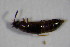  ( - GBOL_Col_FK_4749)  @11 [ ] CreativeCommons - Attribution Non-Commercial Share-Alike (2015) Unspecified SNSB, Zoologische Staatssammlung Muenchen