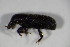  ( - GBOL_Col_FK_5037)  @12 [ ] CreativeCommons - Attribution Non-Commercial Share-Alike (2015) Unspecified SNSB, Zoologische Staatssammlung Muenchen