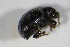  ( - GBOL_Col_FK_5066)  @12 [ ] CreativeCommons - Attribution Non-Commercial Share-Alike (2015) Unspecified SNSB, Zoologische Staatssammlung Muenchen