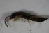  ( - GBOL_Col_FK_5095)  @12 [ ] CreativeCommons - Attribution Non-Commercial Share-Alike (2015) Unspecified SNSB, Zoologische Staatssammlung Muenchen