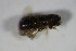  ( - GBOL_Col_FK_5096)  @11 [ ] CreativeCommons - Attribution Non-Commercial Share-Alike (2015) Unspecified SNSB, Zoologische Staatssammlung Muenchen