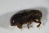  ( - GBOL_Col_FK_5122)  @13 [ ] CreativeCommons - Attribution Non-Commercial Share-Alike (2015) Unspecified SNSB, Zoologische Staatssammlung Muenchen