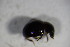  ( - GBOL_Col_FK_4365)  @11 [ ] CreativeCommons - Attribution Non-Commercial Share-Alike (2015) Unspecified SNSB, Zoologische Staatssammlung Muenchen