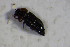  ( - GBOL_Col_FK_4369)  @11 [ ] CreativeCommons - Attribution Non-Commercial Share-Alike (2015) Unspecified SNSB, Zoologische Staatssammlung Muenchen