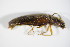  ( - GBOL_Col_FK_2200)  @12 [ ] CreativeCommons - Attribution Non-Commercial Share-Alike (2015) Unspecified SNSB, Zoologische Staatssammlung Muenchen